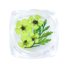 3D Dry Real Flowers Nail Decoration