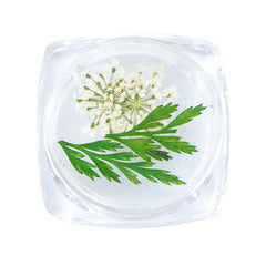3D Dry Real Flowers Nail Decoration