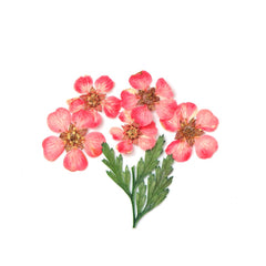 3D Dry Real Flowers Nail Decoration