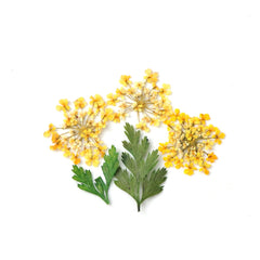 3D Dry Real Flowers Nail Decoration