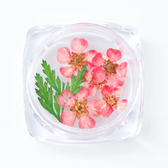 3D Dry Real Flowers Nail Decoration